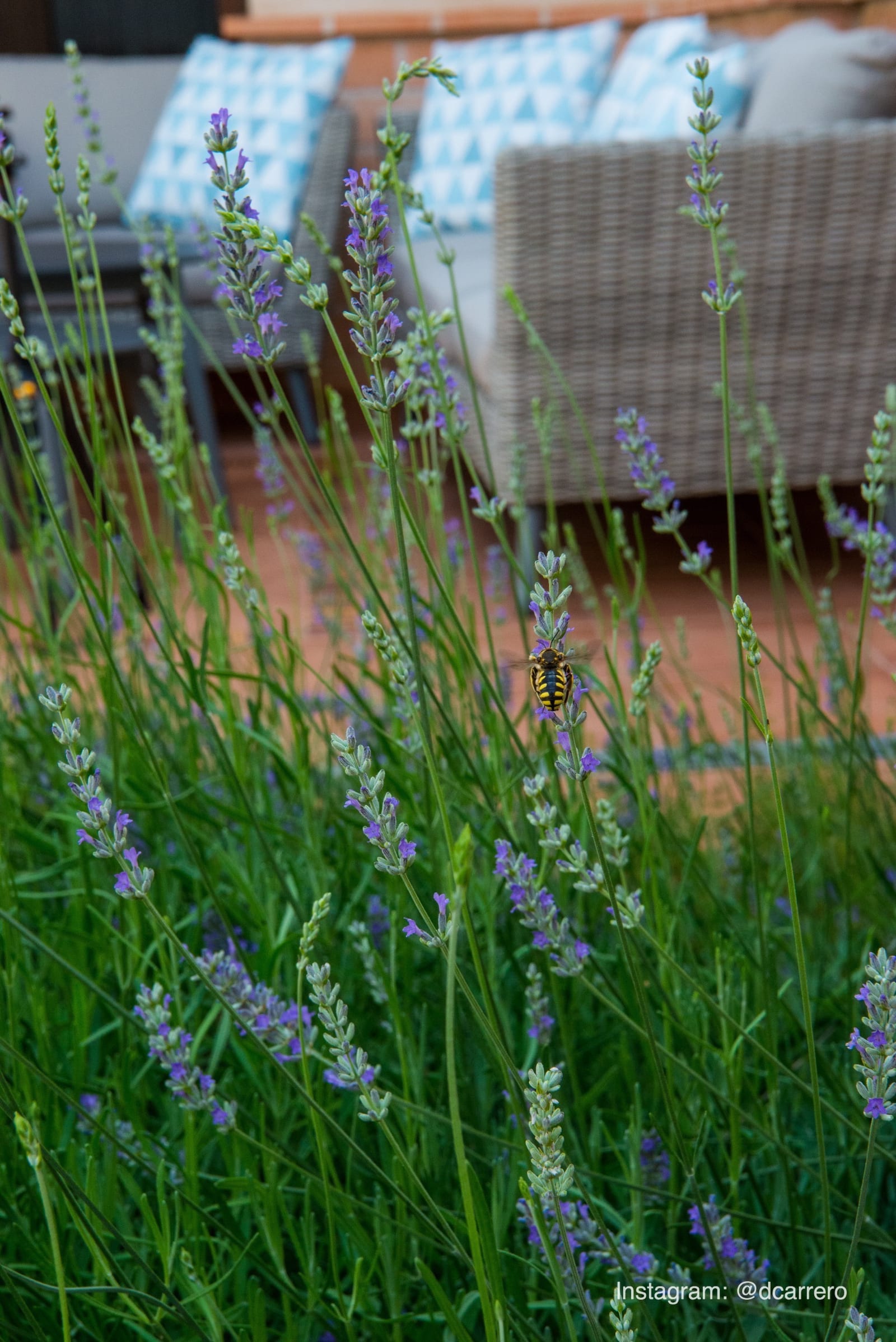 Abeja recogiendo polen en lavanda